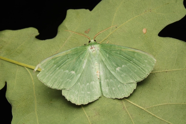 Geometra papilionaria - nagy zöldaraszoló
