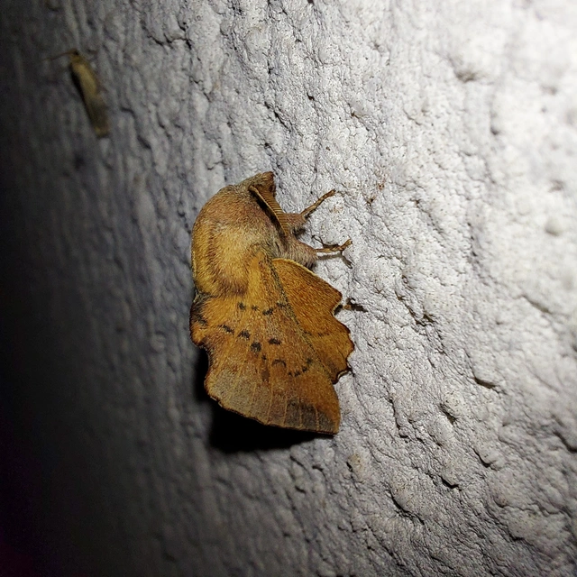 Phyllodesma tremulifolia - nyárlevélpohók