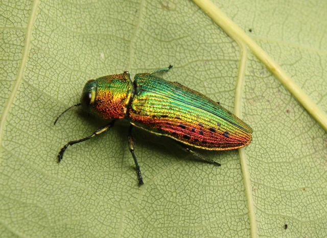 Lamprodila rutilans - hársfa-tarkadíszbogár Lamprodila rutilans - hársfa-tarkadíszbogár