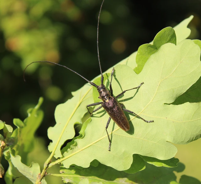 Monochamus sartor - nagy fenyvescincér