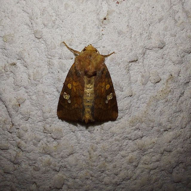 Amphipoea oculea - nagyfoltú lápibagoly