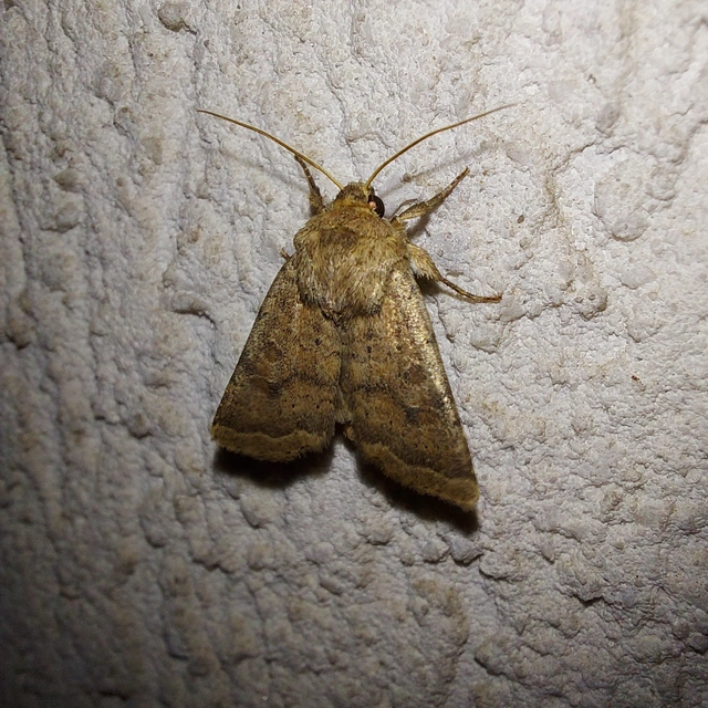Hoplodrina octogenaria - barna selymesbagoly