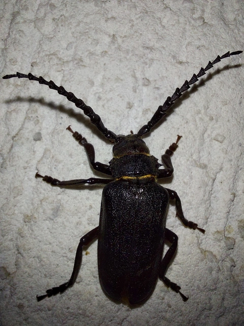 Prionus coriarius - csőszcincér Prionus coriarius - csőszcincér