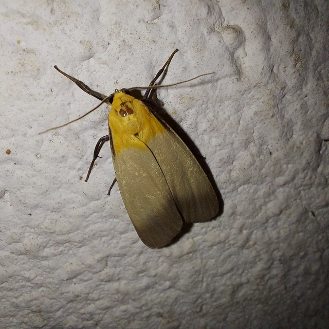 Lithosia quadra - négypettyes zuzmószövő