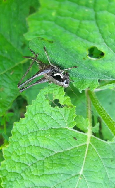 Pholidoptera fallax - galléros avarszöcske