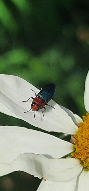 Anthaxia nitidula - ragyogó virágdíszbogár
