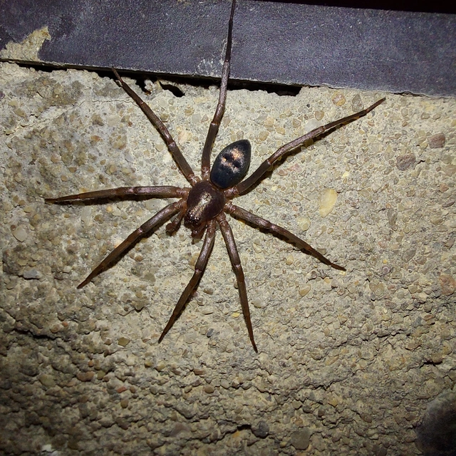 Drapeta rutilans - csillogó avarpók