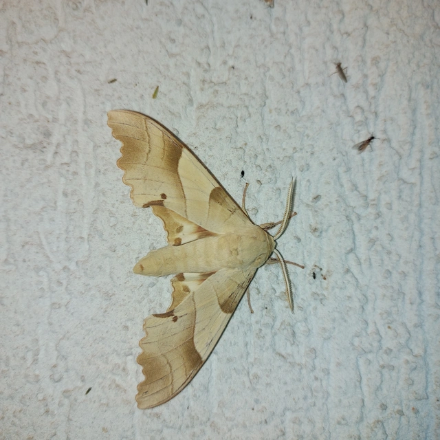 Marumba quercus - tölgyfaszender