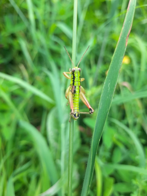 Pseudopodisma nagyi - Nagy-hegyisáska