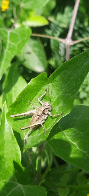 Pholidoptera griseoaptera - szürke avarszöcske