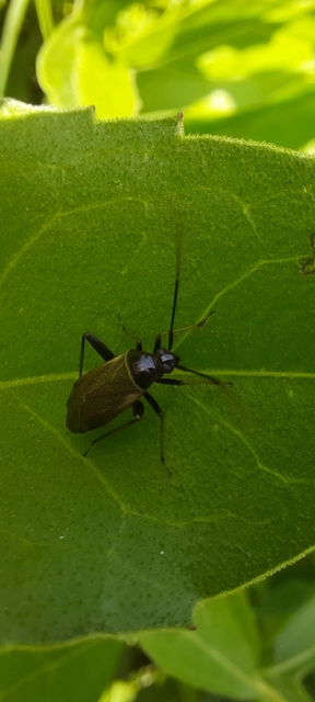 Adelphocoris seticornis - szegélyes mezeipoloska
