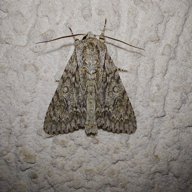 Acronicta aceris - vadgesztenye-szigonyosbagoly