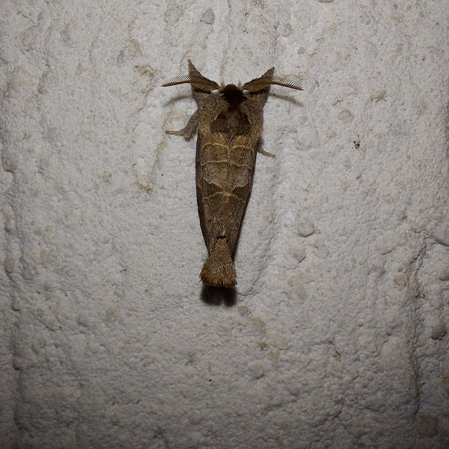 Clostera pigra - apró levélszövő