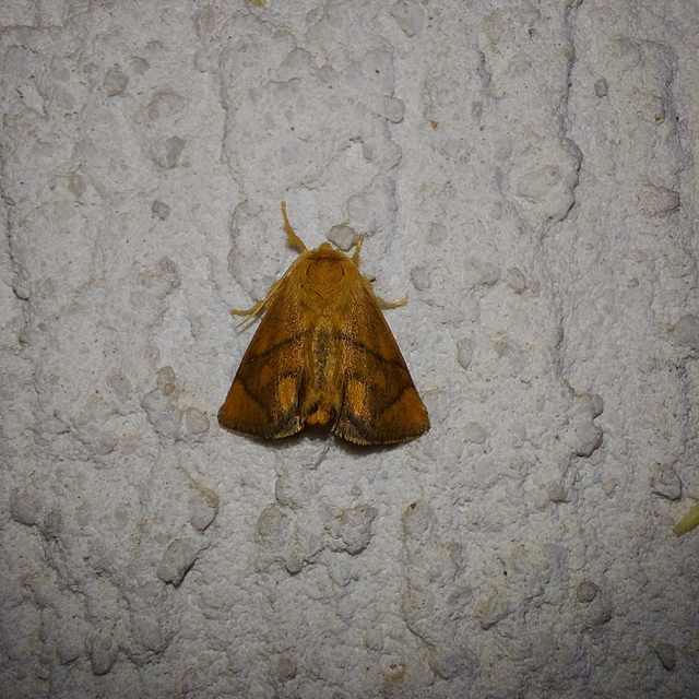 Apoda limacodes - kagylólepke