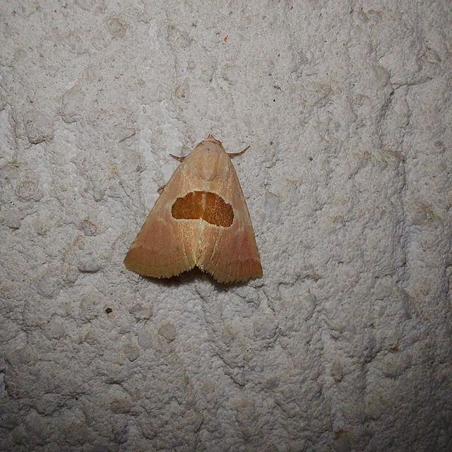 Calymma communimacula - pajzstetűfaló bagoly