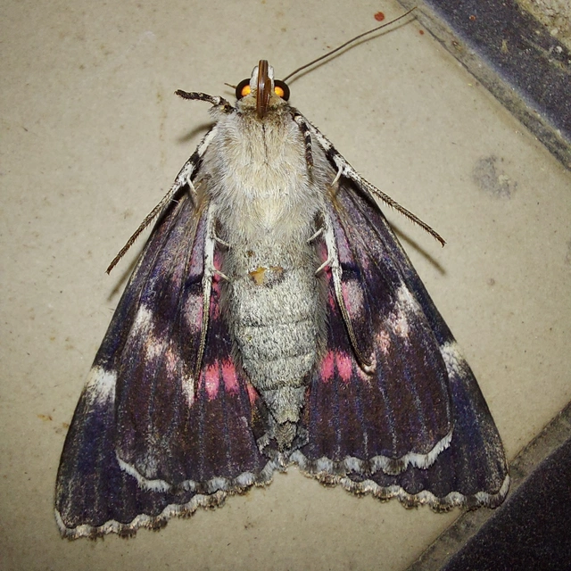 Catocala promissa - kis tölgyfa-övesbagoly