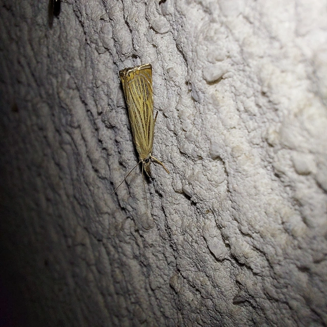 Chrysoteuchia culmella - kerti fűgyökérmoly