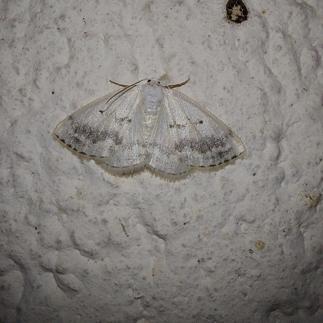 Lomographa temerata - foltos fehéraraszoló