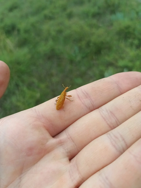 Lixus pulverulentus - mályvafúró dudvabarkó