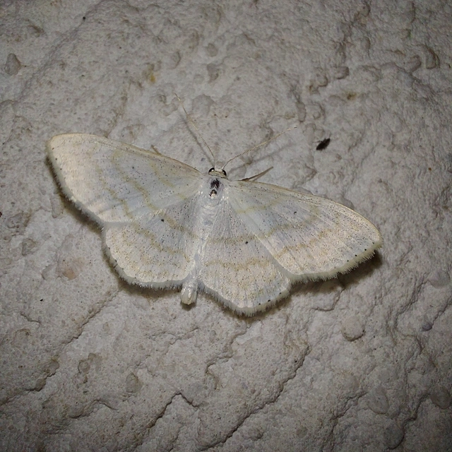 Scopula immutata - réti fehéraraszoló
