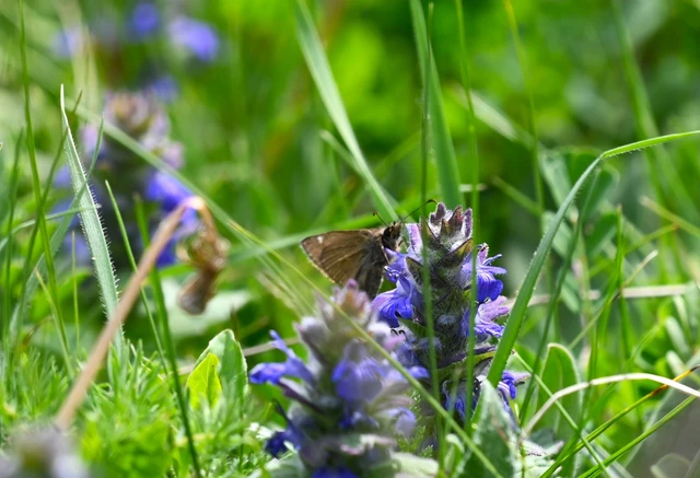 Erynnis tages - cigánylepke