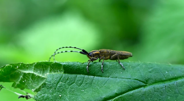 Agapanthia villosoviridescens - fehérgyűrűs bogáncscincér