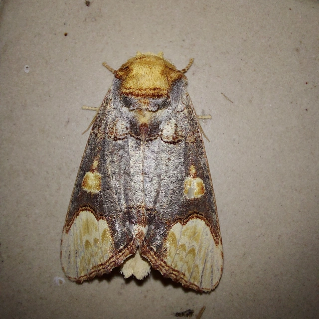 Phalera bucephaloides - magyar púposszövő