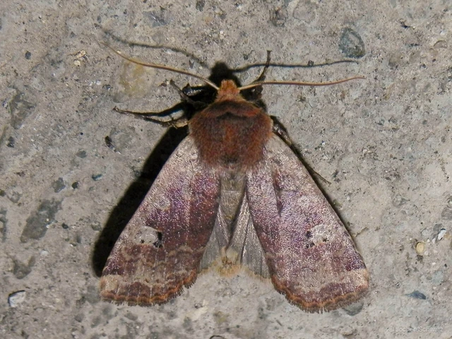 Conistra erythrocephala - vörösfejű őszibagoly