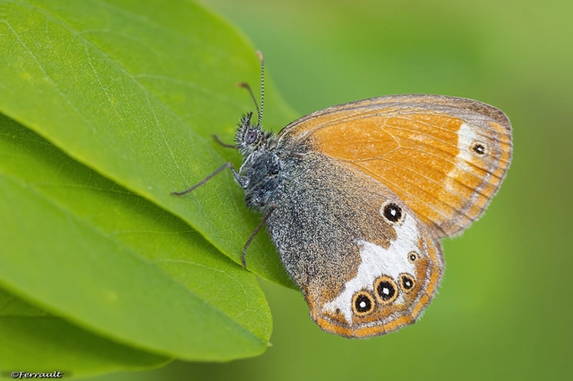 Coenonympha arcania - fehéröves szénalepke