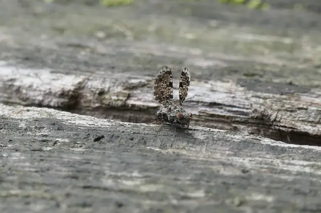Callopistromyia annulipes - pávalégy