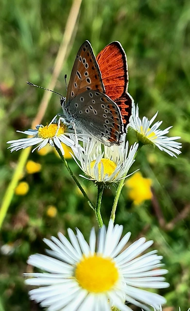 Lycaena thersamon - kis tűzlepke