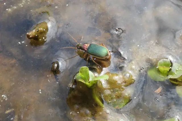 Coleoptera - Bogarak
