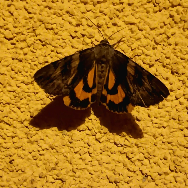 Catocala fulminea - galagonya-övesbagoly