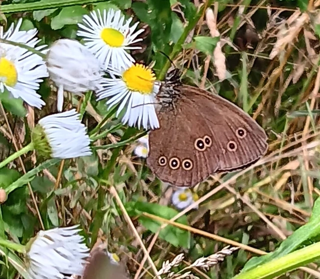 Aphantopus hyperanthus - közönséges ökörszemlepke