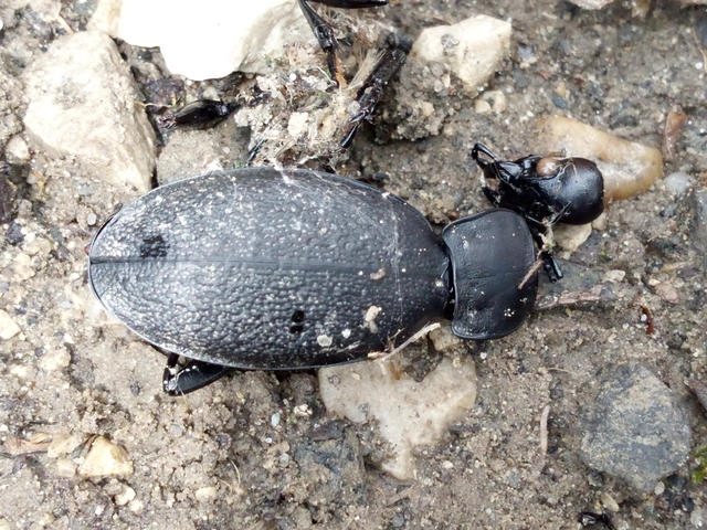 Carabus coriaceus coriaceus - közönséges bőrfutrinka