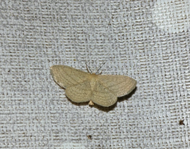 vesszős sávosaraszoló - Scopula virgulata