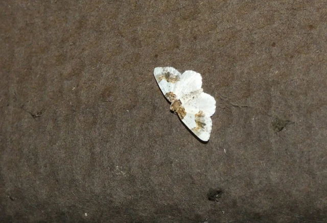 barna levélaraszoló - Ligdia adustata