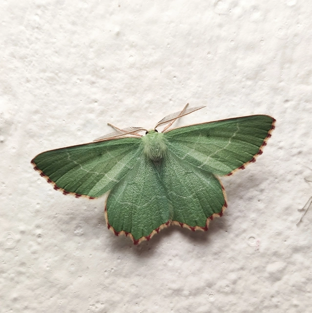 Thalera fimbrialis - csipkésszélű zöldaraszoló