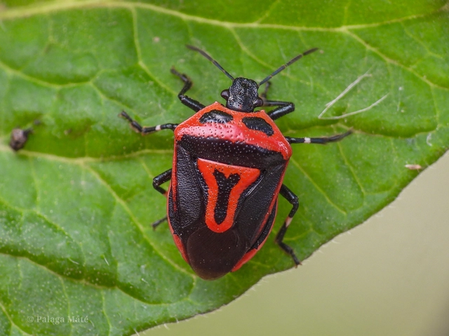 Perillus bioculatus