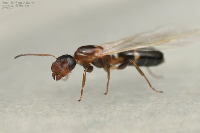 Colobopsis truncata - kapushangya