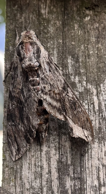 Agrius convolvuli - szulákszender