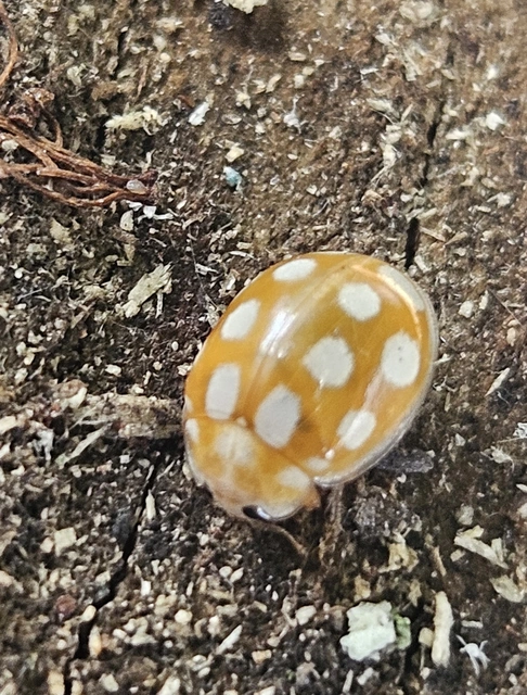 Calvia quindecimguttata - tizenötcseppes füsskata