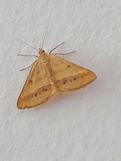 Tephrina arenacearia - lucerna-araszoló
