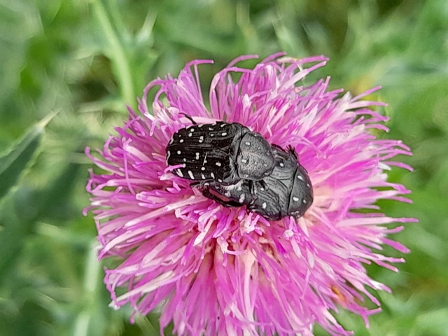 Oxythyrea funesta - sokpettyes virágbogár