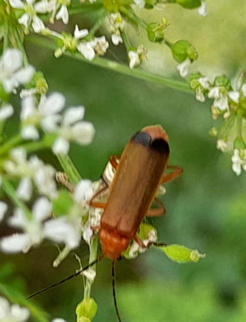 Rhagonycha fulva - feketevégű lágybogár