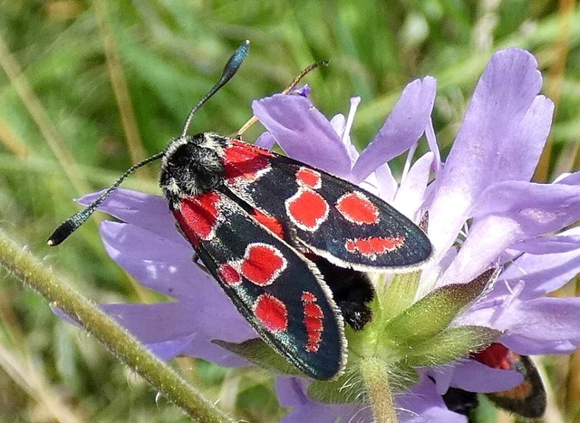 Zygaena carniolica - fehérgyűrűs csüngőlepke