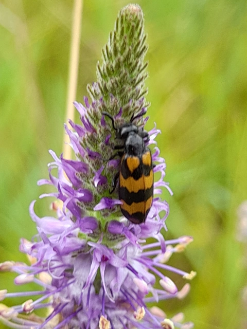 Mylabris pannonica - pannon hólyaghúzó Mylabris pannonica - pannon hólyaghúzó