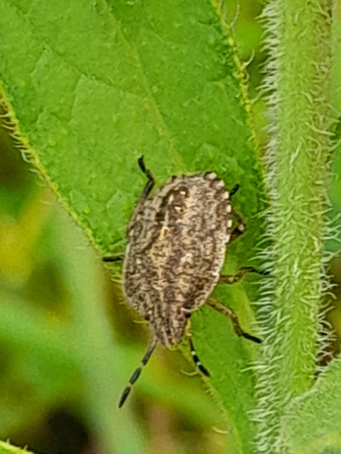 Dolycoris baccarum - közönséges bogyómászó-poloska Dolycoris baccarum - közönséges bogyómászó-poloska