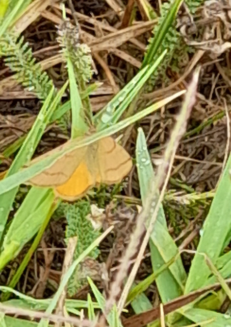 Lythria purpuraria - bíborsávos araszoló