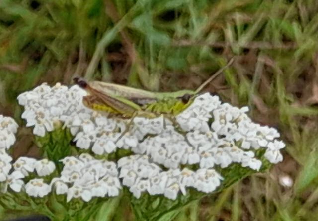 Pseudochorthippus parallelus - közönséges rétisáska